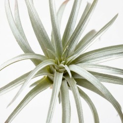 Roślina sztuczna Tillandsia Brachycaulos Abdida Grey