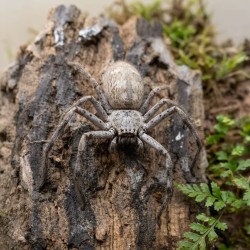 Pająk właściwy (Holconia murrayensis)