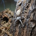 Pająk właściwy (Holconia murrayensis)