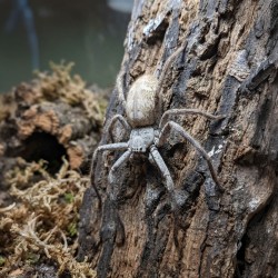 Pająk właściwy (Holconia murrayensis)