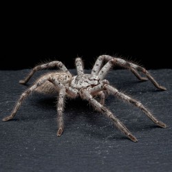 Pająk właściwy (Holconia murrayensis)
