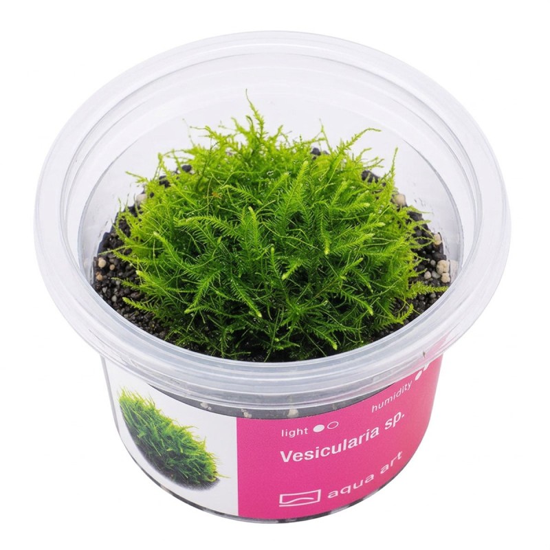 Vesicularia sp. - mech do akwarium