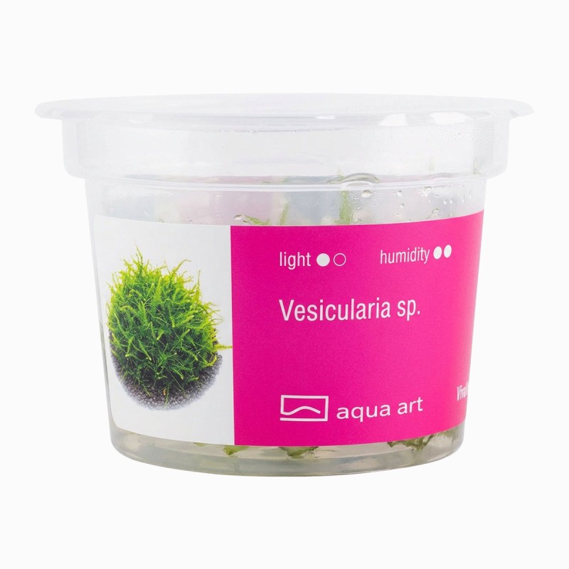 Vesicularia sp. - mech do akwarium