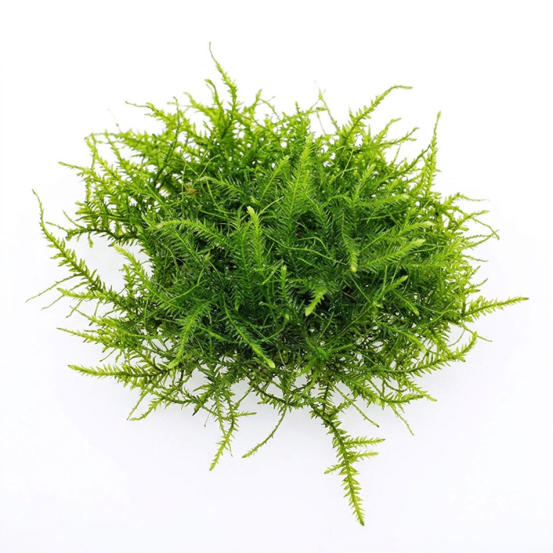 Vesicularia sp. - mech do akwarium