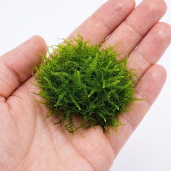 Vesicularia sp. - mech do akwarium