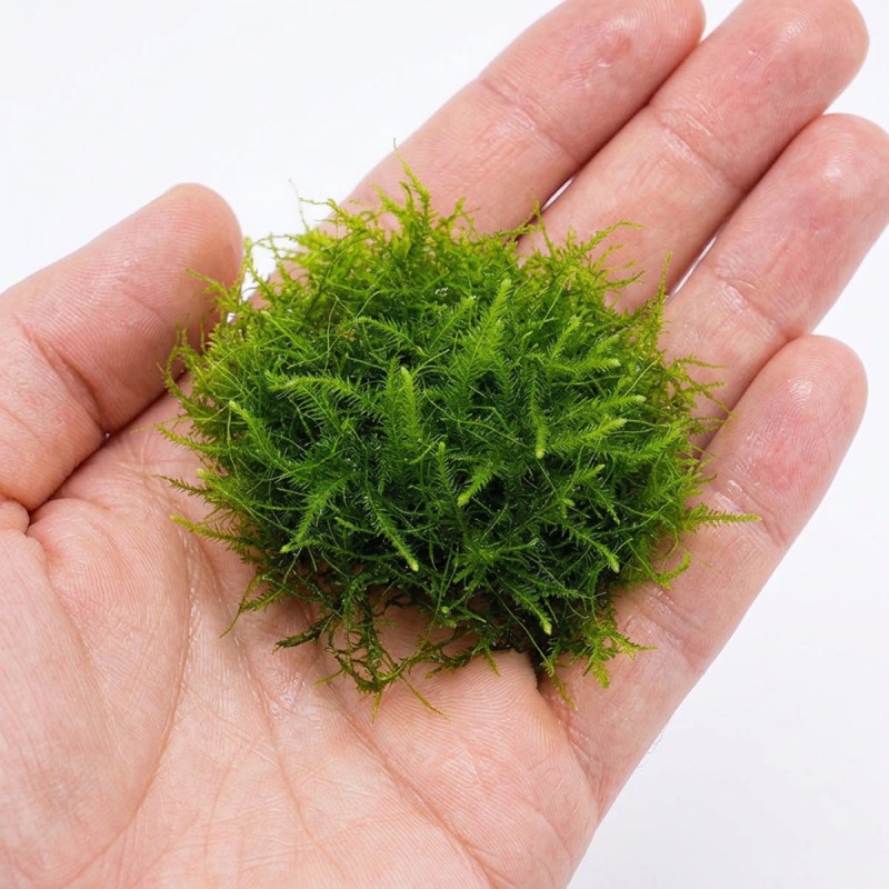 Vesicularia sp. - mech do akwarium
