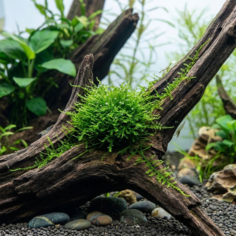 Vesicularia sp. - mech do akwarium