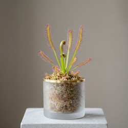 Drosera capensis - roślina owadożerna rosiczka przylądkowa do terrarium Drosera capensis - roślina owadożerna rosiczka przylądkowa do terrarium