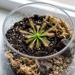 Drosera capensis - roślina owadożerna rosiczka przylądkowa do terrarium Drosera capensis - roślina owadożerna rosiczka przylądkowa do terrarium