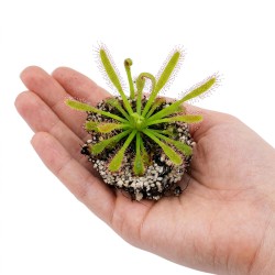 Drosera capensis - roślina owadożerna rosiczka przylądkowa do terrarium Drosera capensis - roślina owadożerna rosiczka przylądkowa do terrarium