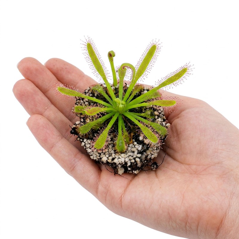 Drosera capensis - roślina owadożerna rosiczka przylądkowa do terrarium Drosera capensis - roślina owadożerna rosiczka przylądkowa do terrarium
