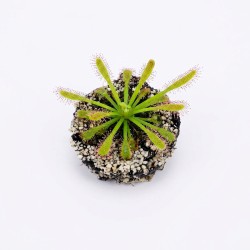 Drosera capensis - roślina owadożerna rosiczka przylądkowa do terrarium Drosera capensis - roślina owadożerna rosiczka przylądkowa do terrarium