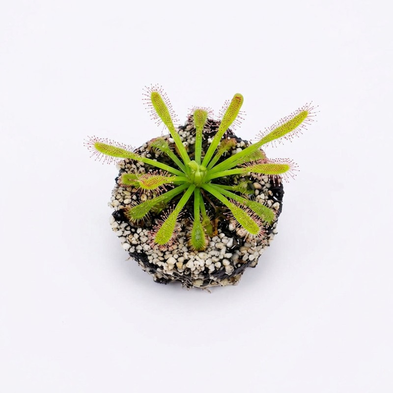 Drosera capensis - roślina owadożerna rosiczka przylądkowa do terrarium Drosera capensis - roślina owadożerna rosiczka przylądkowa do terrarium
