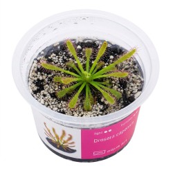 Drosera capensis - roślina owadożerna rosiczka przylądkowa do terrarium