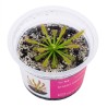 Drosera capensis - roślina owadożerna rosiczka przylądkowa do terrarium
