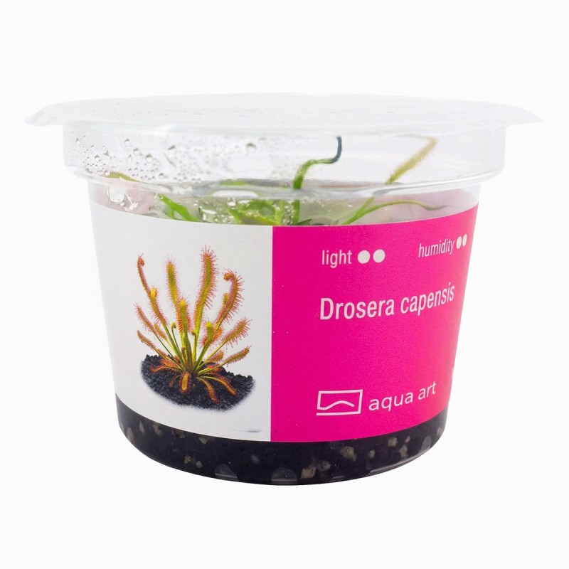 Drosera capensis - roślina owadożerna rosiczka przylądkowa do terrarium Drosera capensis - roślina owadożerna rosiczka przylądkowa do terrarium