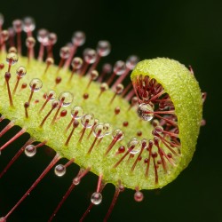Drosera capensis - roślina owadożerna rosiczka przylądkowa do terrarium Drosera capensis - roślina owadożerna rosiczka przylądkowa do terrarium