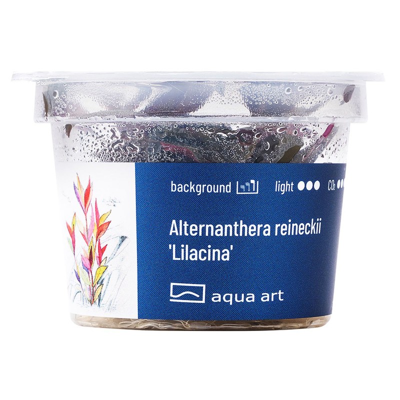 Alternanthera reineckii 'Lilacina' - roślina do akwarium