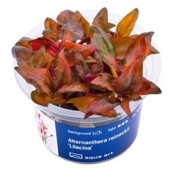 Alternanthera reineckii 'Lilacina' - roślina do akwarium