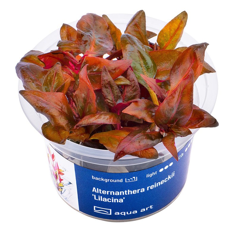 Alternanthera reineckii 'Lilacina' - roślina do akwarium