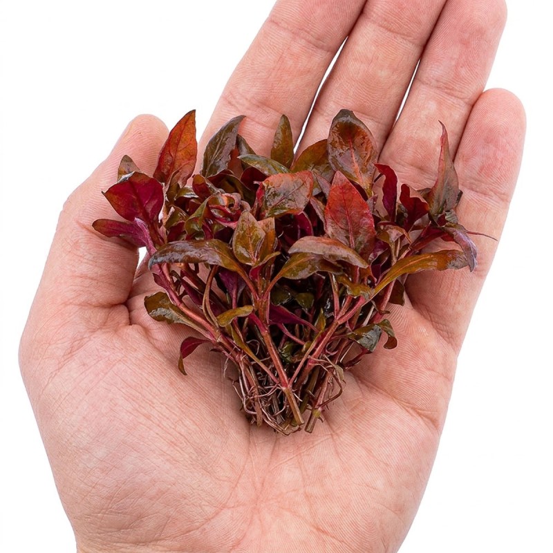 Alternanthera reineckii 'Lilacina' - roślina do akwarium