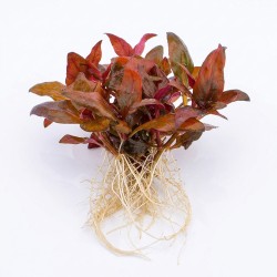 Alternanthera reineckii 'Lilacina' - roślina do akwarium