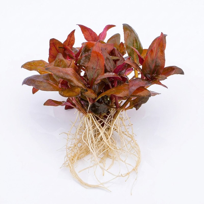Alternanthera reineckii 'Lilacina' - roślina do akwarium