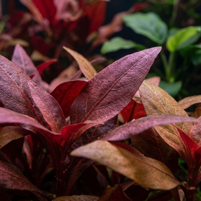 Alternanthera reineckii 'Lilacina' - roślina do akwarium