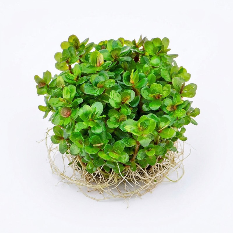 Ammania sp.'Bonsai' - roślina do akwarium