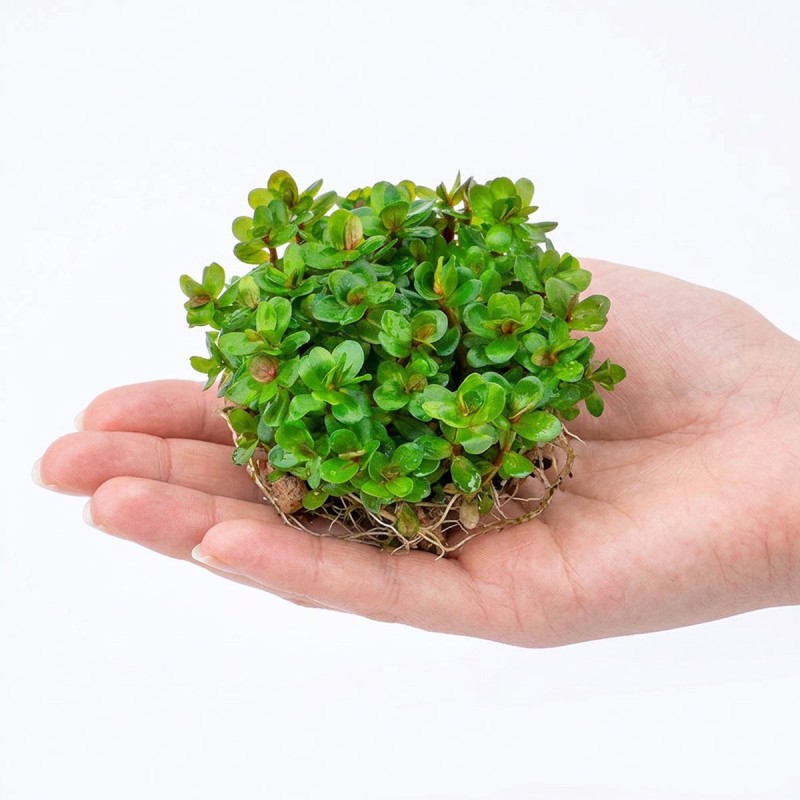 Ammania sp.'Bonsai' - roślina do akwarium