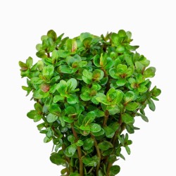 Ammania sp.'Bonsai' - roślina do akwarium