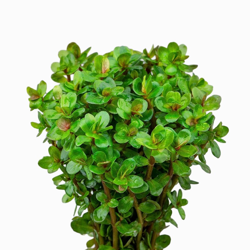 Ammania sp.'Bonsai' - roślina do akwarium