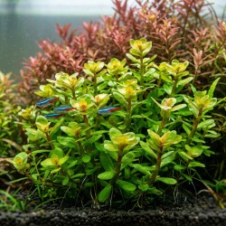 Ammania sp.'Bonsai' - roślina do akwarium