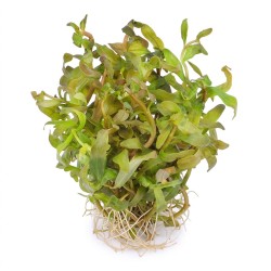 Ammania senegalensis - roślina do akwarium