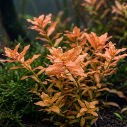 Ammania senegalensis - roślina do akwarium