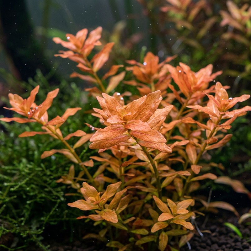 Ammania senegalensis - roślina do akwarium