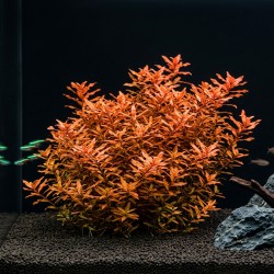 Ammania senegalensis - roślina do akwarium