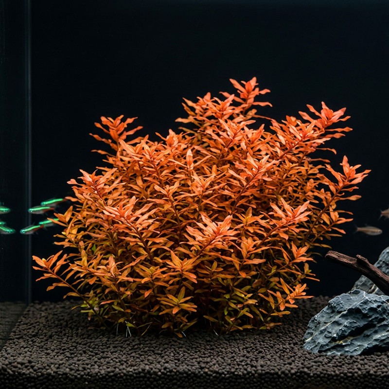 Ammania senegalensis - roślina do akwarium