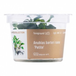 Anubias barteri nana ’Petite’ - roślina do akwarium