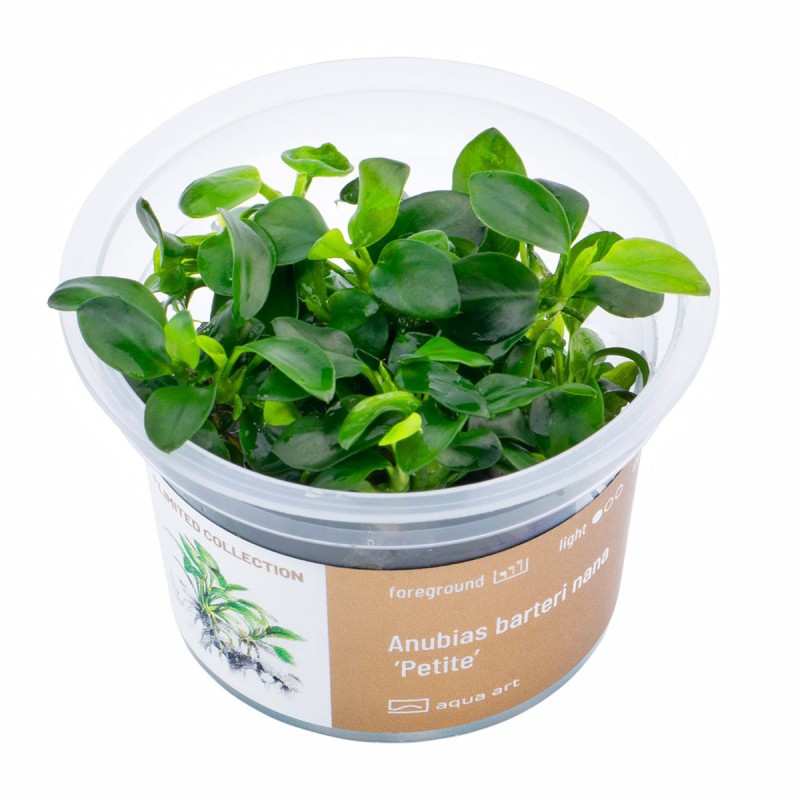 Anubias barteri nana ’Petite’ - roślina do akwarium