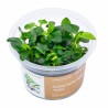Anubias barteri nana ’Petite’ - roślina do akwarium