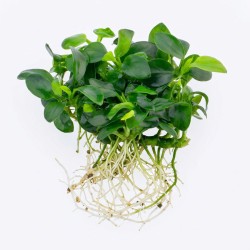 Anubias barteri nana ’Petite’ - roślina do akwarium