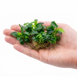Anubias barteri nana ’Petite’ - roślina do akwarium