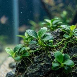 Anubias barteri nana ’Petite’ - roślina do akwarium