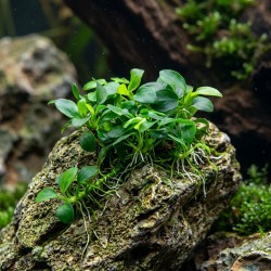 Anubias barteri nana ’Petite’ - roślina do akwarium