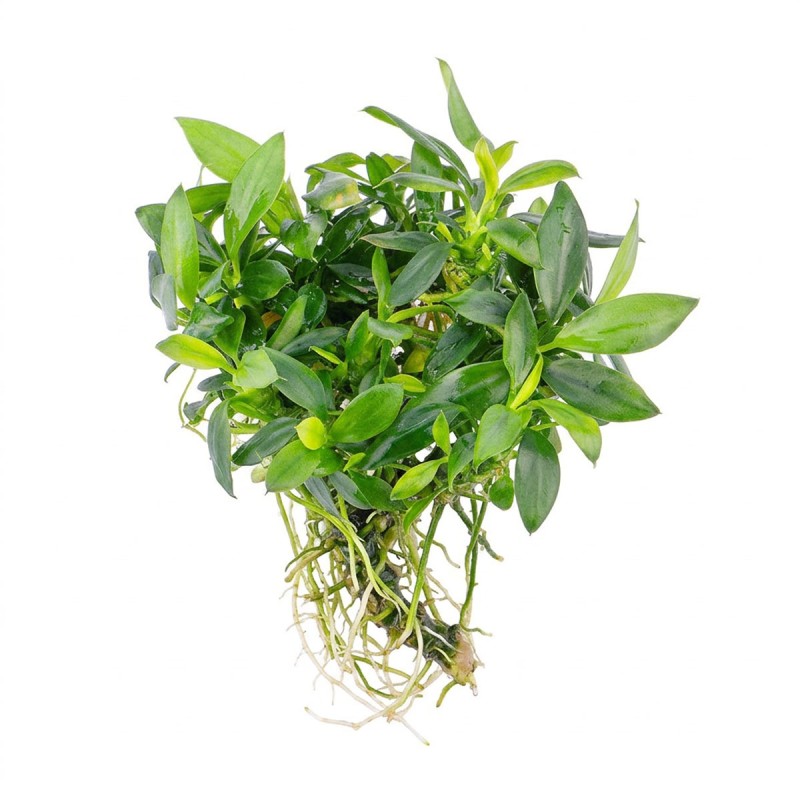 Anubias barteri sp. ’Pangolino’ - roślina do akwarium