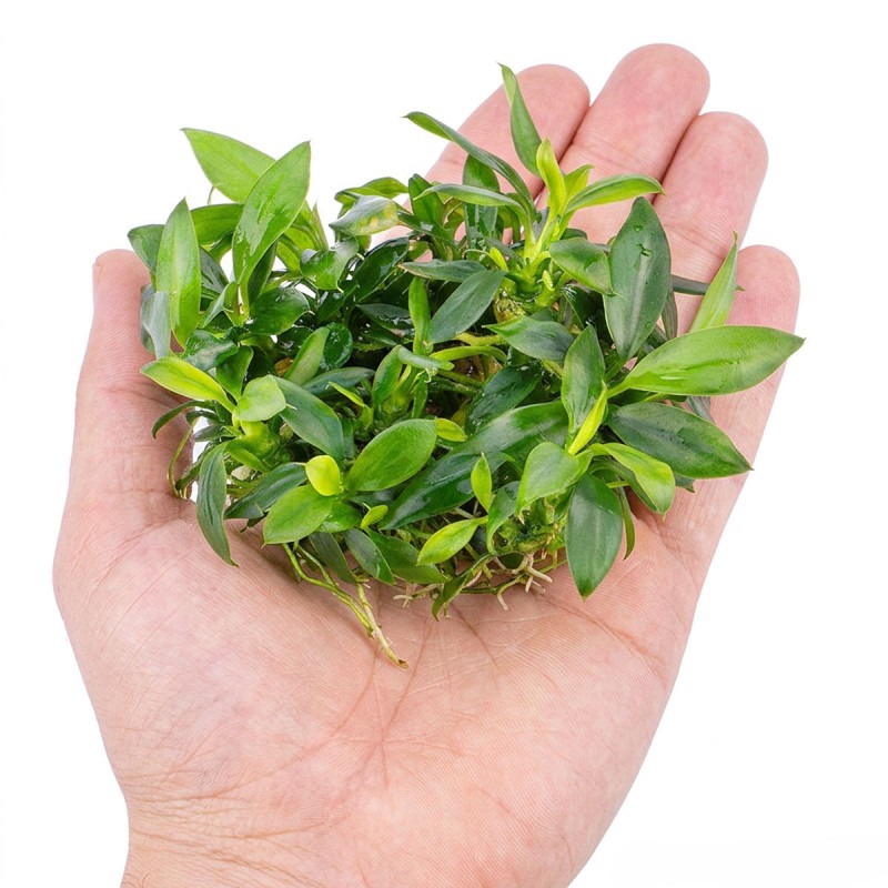 Anubias barteri sp. ’Pangolino’ - roślina do akwarium