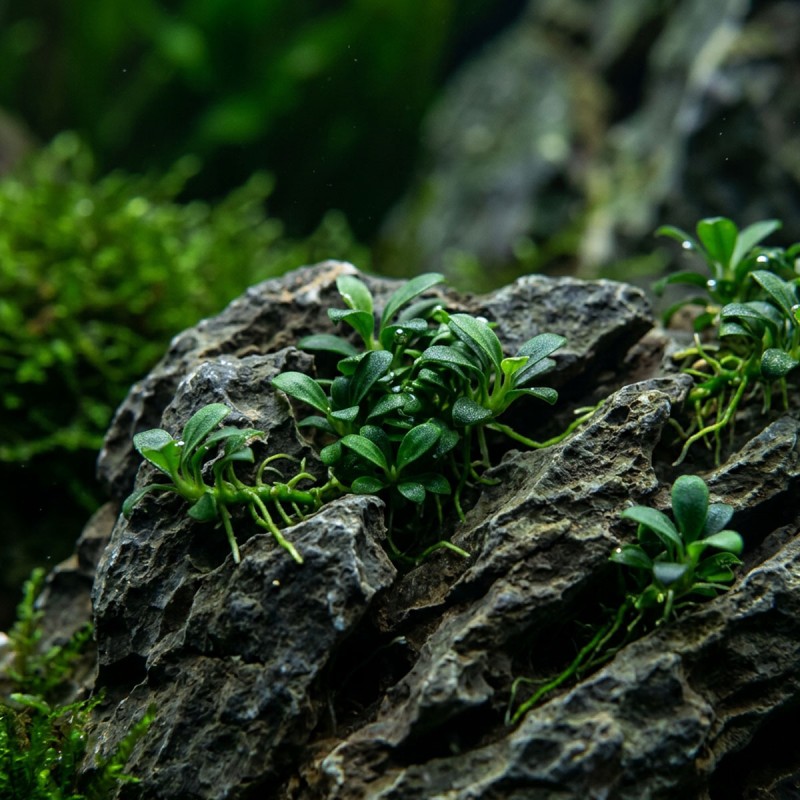 Anubias barteri sp. ’Pangolino’ - roślina do akwarium