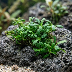 Anubias barteri sp. ’Pangolino’ - roślina do akwarium