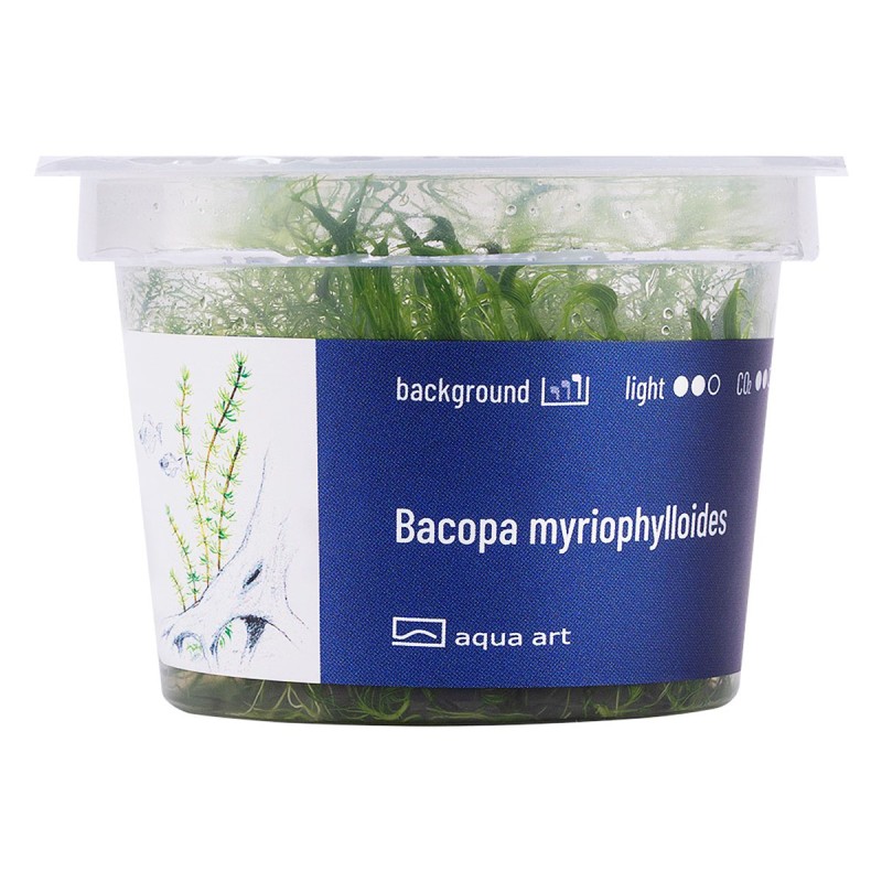Bacopa myriophylloides - roślina do akwarium